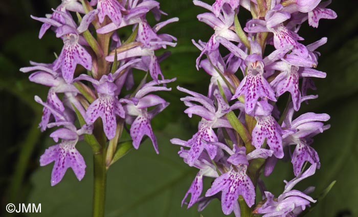Dactylorhiza fuchsii