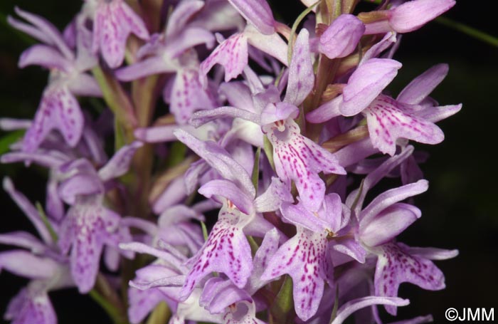 Dactylorhiza fuchsii