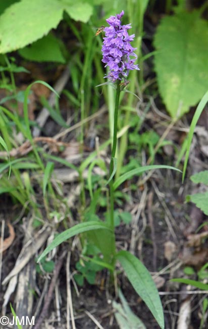 Dactylorhiza fuchsii