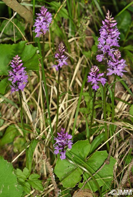 Dactylorhiza fuchsii