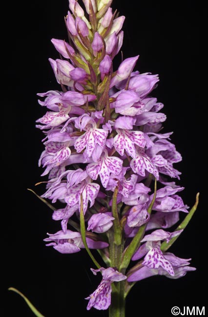Dactylorhiza fuchsii