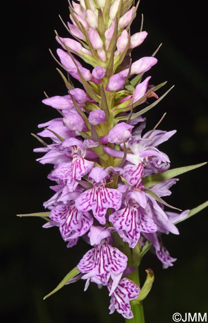Dactylorhiza fuchsii