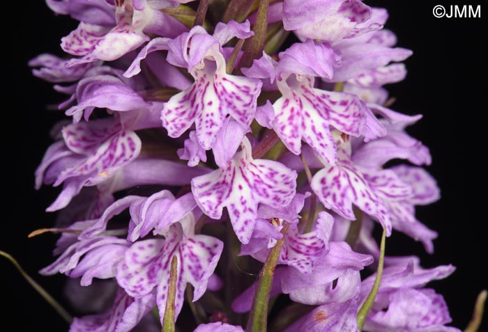 Dactylorhiza fuchsii