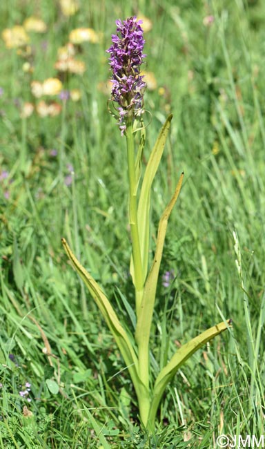 Dactylorhiza incarnata