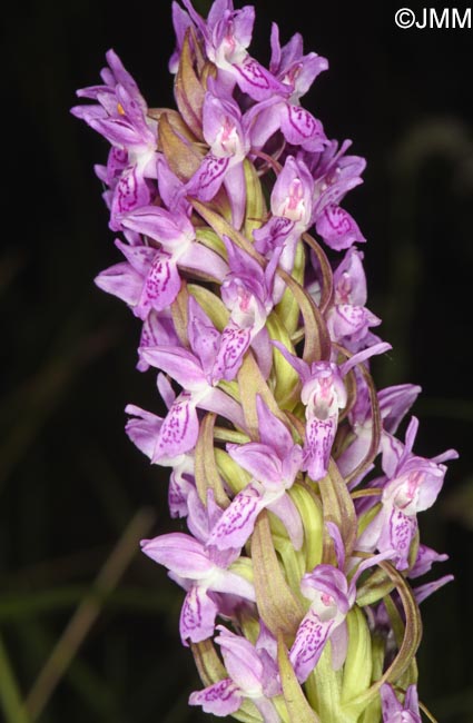 Dactylorhiza incarnata