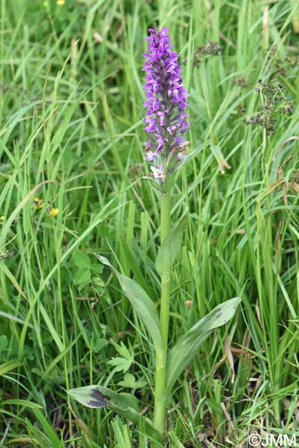 Dactylorhiza incarnata var. hyphaematodes