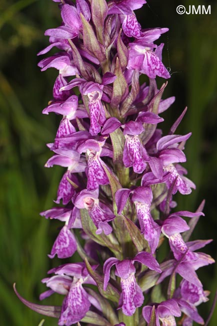 Dactylorhiza incarnata var. hyphaematodes