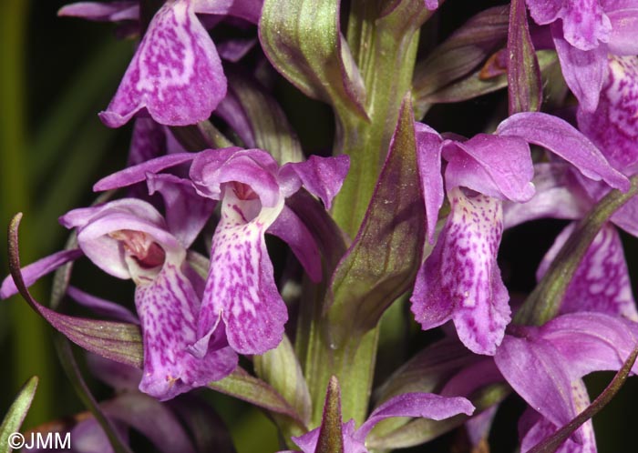 Dactylorhiza incarnata var. hyphaematodes