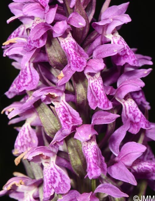 Dactylorhiza incarnata var. hyphaematodes