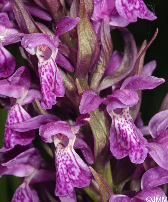 Dactylorhiza incarnata var. hyphaematodes