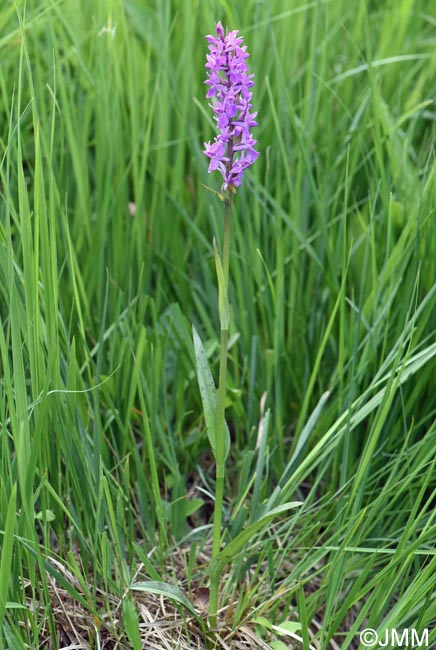 Dactylorhiza schurii