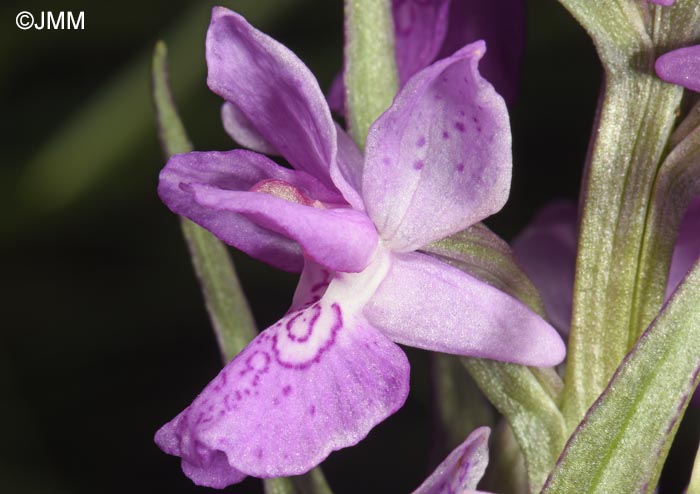 Dactylorhiza schurii