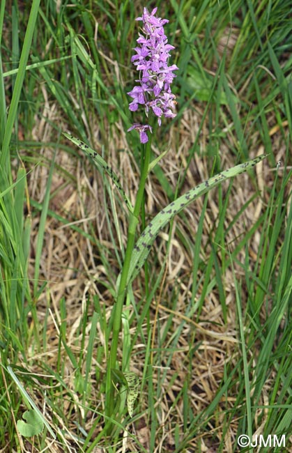 Dactylorhiza schurii