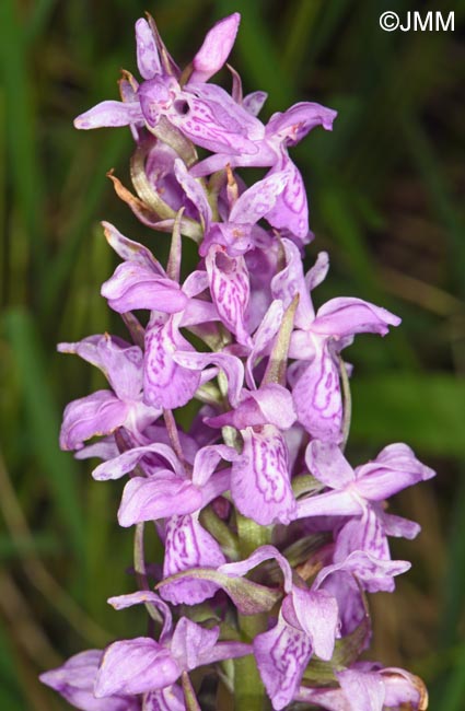 Dactylorhiza schurii