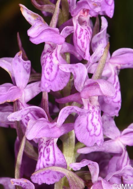 Dactylorhiza schurii