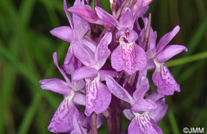 Dactylorhiza schurii