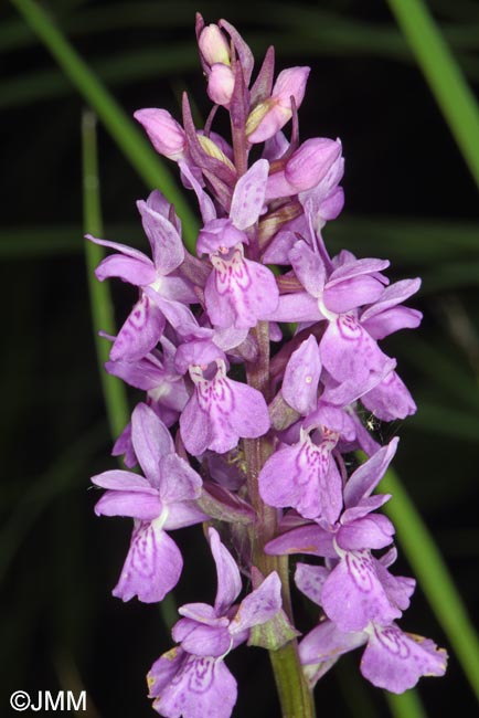 Dactylorhiza schurii