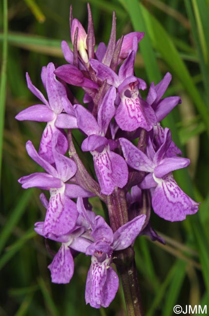 Dactylorhiza schurii