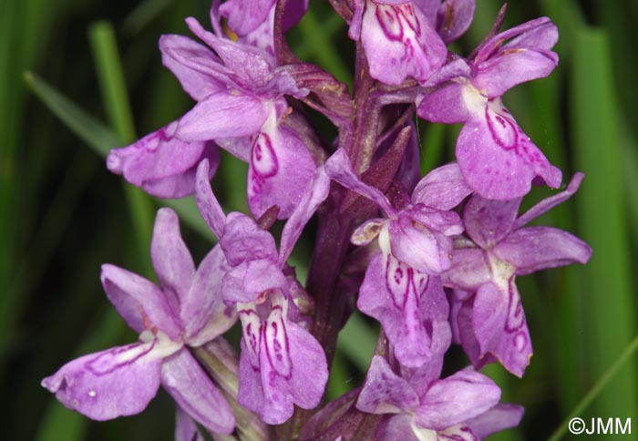Dactylorhiza schurii