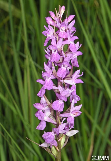 Dactylorhiza schurii