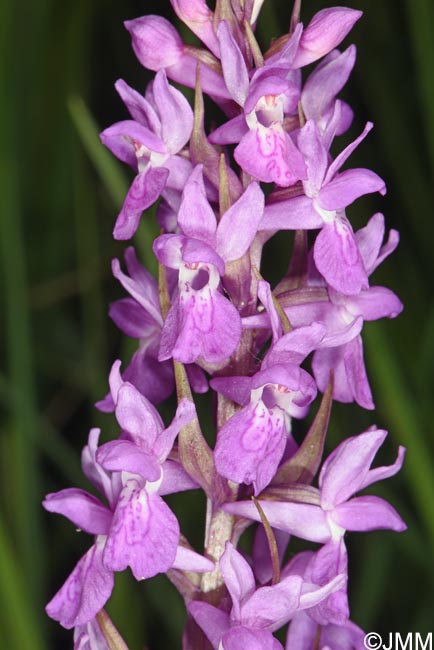 Dactylorhiza schurii