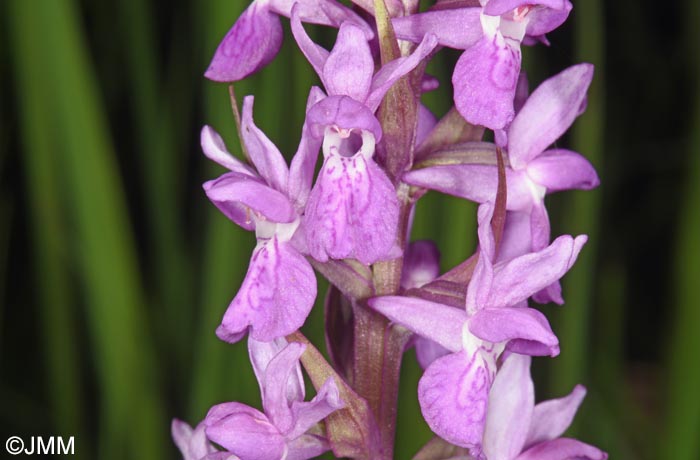 Dactylorhiza schurii