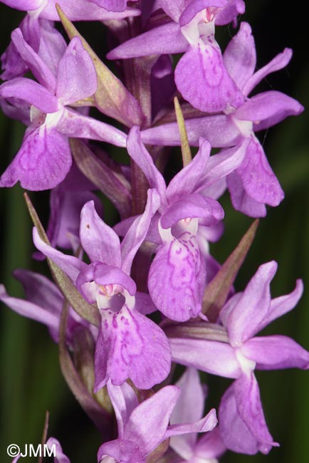 Dactylorhiza schurii