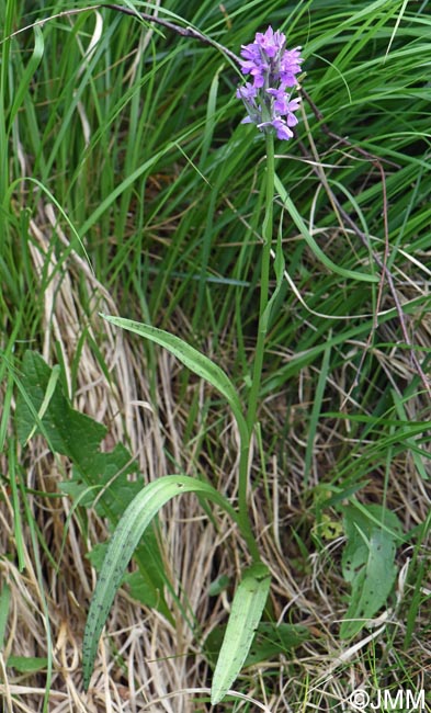Dactylorhiza schurii