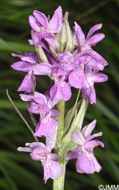 Dactylorhiza schurii