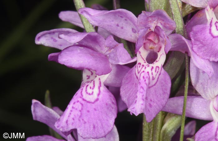 Dactylorhiza schurii