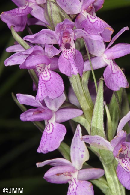 Dactylorhiza schurii