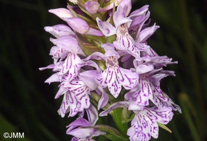 Dactylorhiza maculata subsp. sooana = Dactylorhiza fuchsii var. sooana