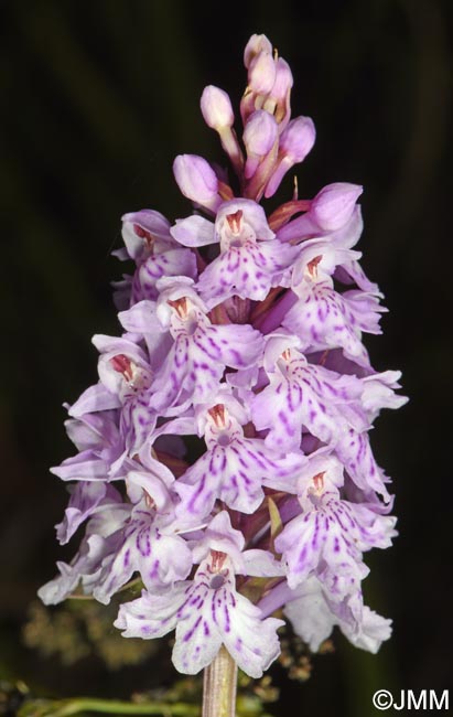 Dactylorhiza maculata subsp. sooana = Dactylorhiza fuchsii var. sooana