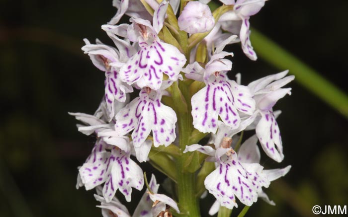 Dactylorhiza maculata subsp. sooana = Dactylorhiza fuchsii var. sooana
