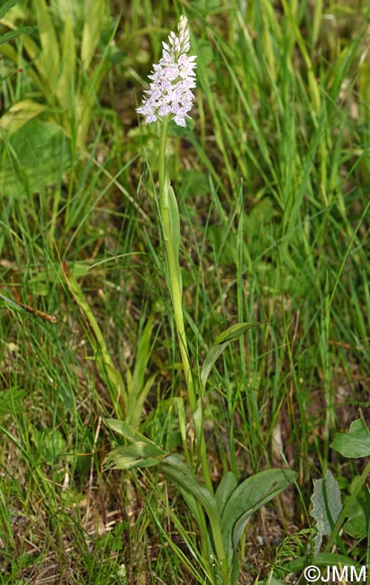 Dactylorhiza maculata subsp. sooana = Dactylorhiza fuchsii var. sooana