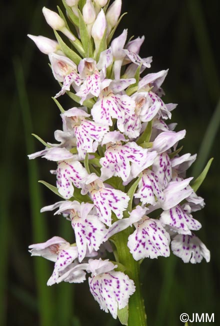 Dactylorhiza maculata subsp. sooana = Dactylorhiza fuchsii var. sooana