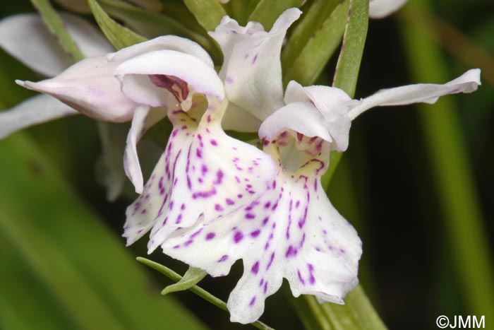 Dactylorhiza maculata subsp. sooana = Dactylorhiza fuchsii var. sooana