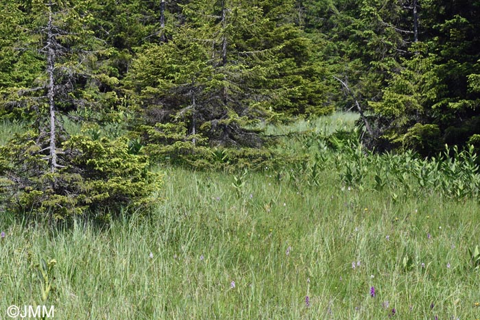 Dactylorhiza maculata subsp. sooana = Dactylorhiza fuchsii var. sooana : biotope