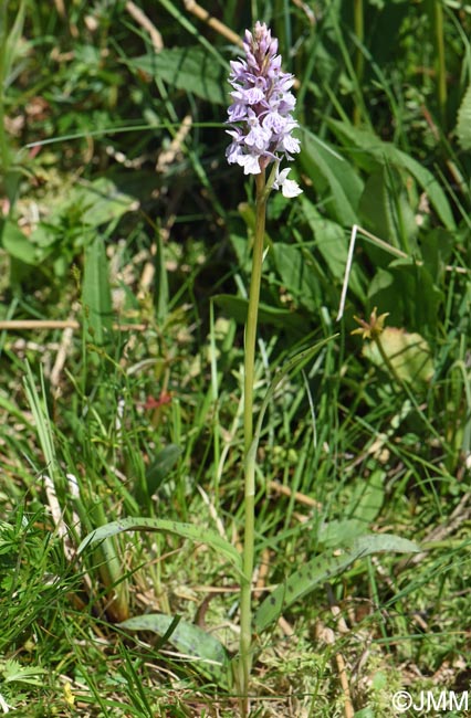 Dactylorhiza maculata subsp. sooana = Dactylorhiza fuchsii var. sooana