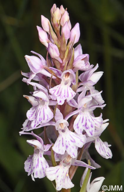 Dactylorhiza maculata subsp. sooana = Dactylorhiza fuchsii var. sooana