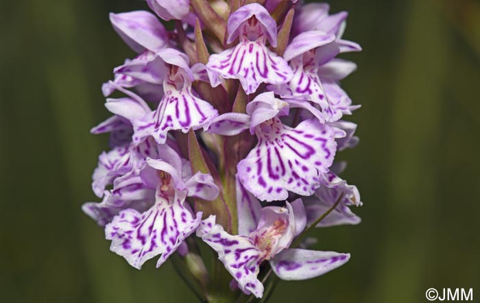 Dactylorhiza maculata subsp. sooana = Dactylorhiza fuchsii var. sooana