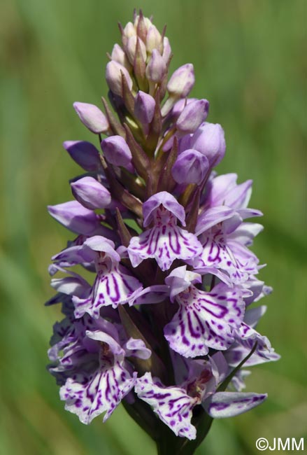 Dactylorhiza maculata subsp. sooana = Dactylorhiza fuchsii var. sooana