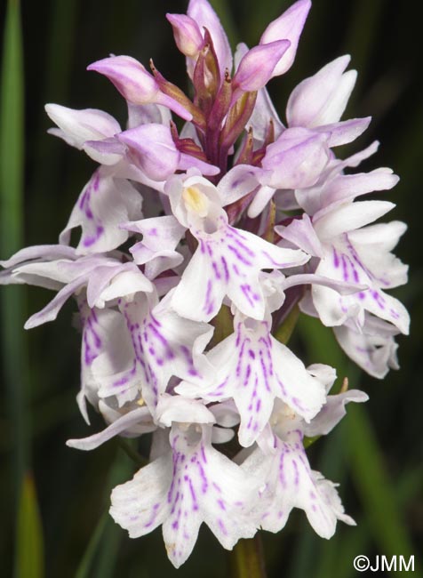 Dactylorhiza maculata subsp. sooana = Dactylorhiza fuchsii var. sooana