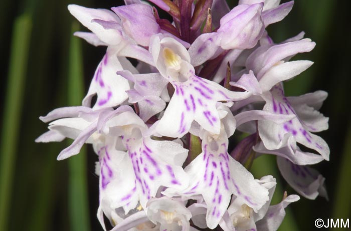 Dactylorhiza maculata subsp. sooana = Dactylorhiza fuchsii var. sooana