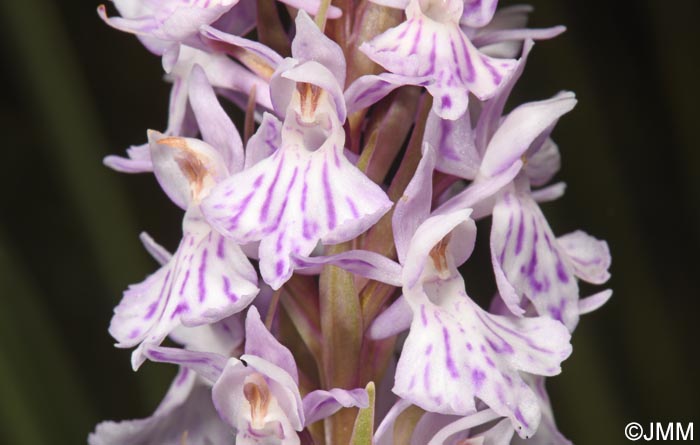 Dactylorhiza maculata subsp. sooana = Dactylorhiza fuchsii var. sooana