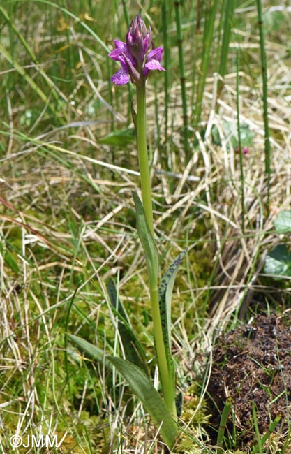 Dactylorhiza sp.