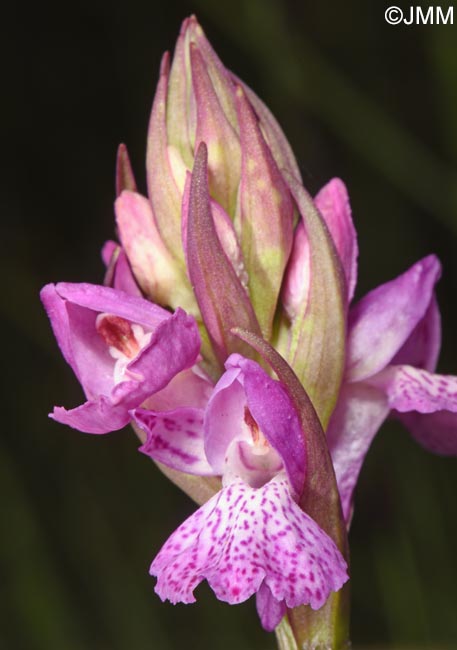 Dactylorhiza sp.
