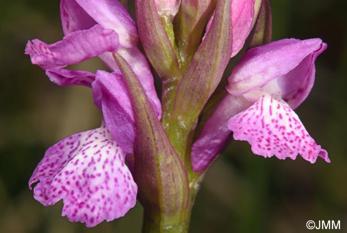 Dactylorhiza sp.