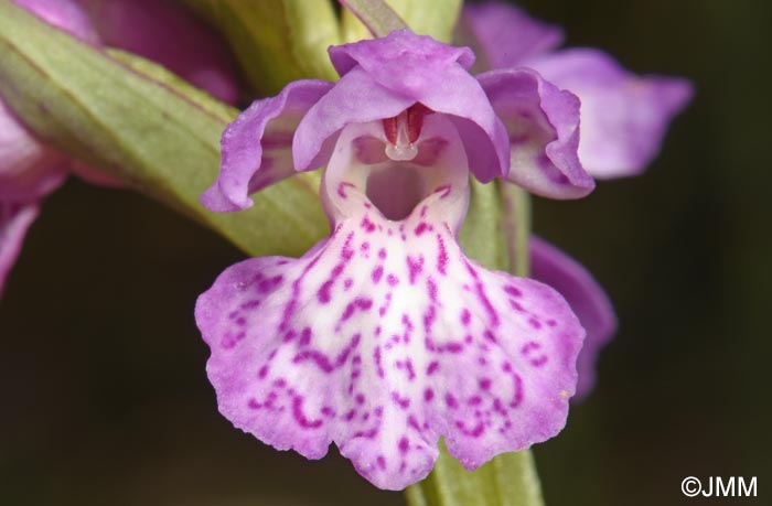 Dactylorhiza sp.