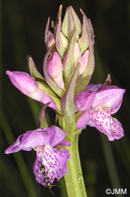 Dactylorhiza sp.